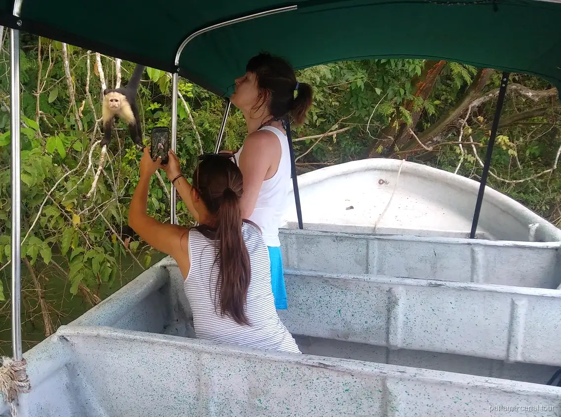 Monkey spotted on an island in Gatun Lake during a Panama Canal tour